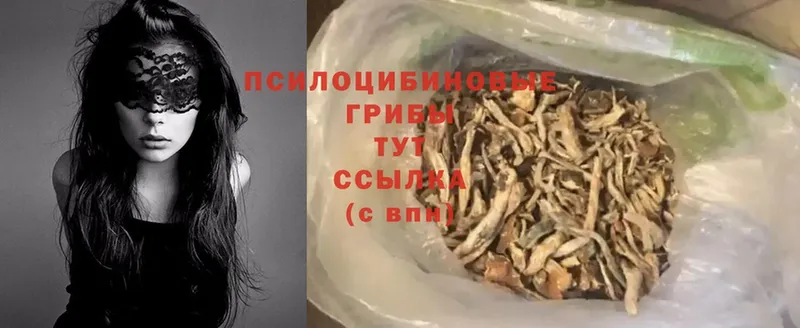 дарнет шоп  Ирбит  Галлюциногенные грибы Psilocybe 